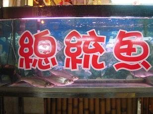 總統魚2.JPG