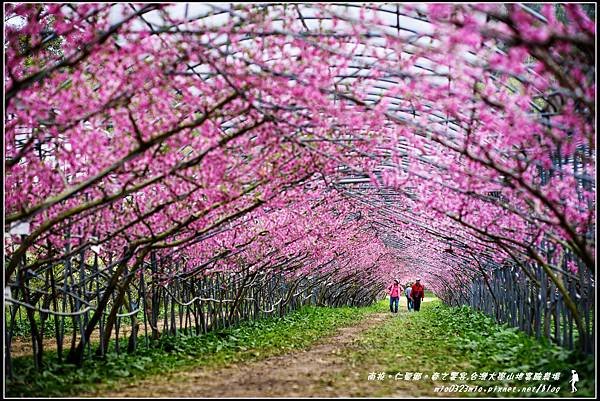 桃花步道