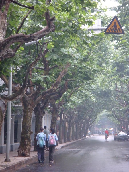 梧桐林蔭大道2.JPG