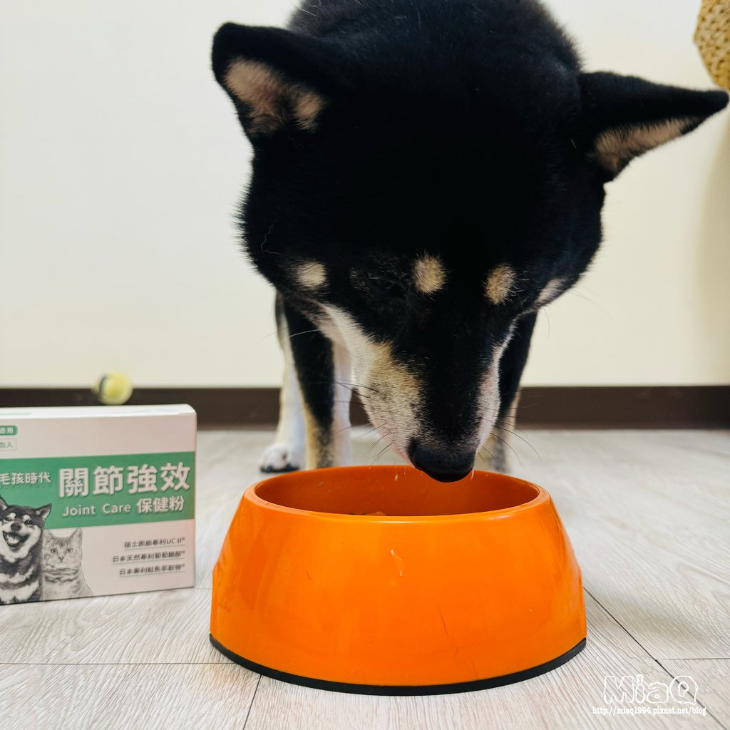 寵物關節保健品推薦「毛孩時代 關節強效保健粉」｜毛孩關節保養必買！ (8).JPG