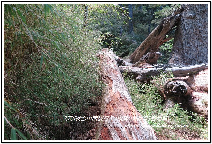 IMG_1264.jpg - 107.07.27雪山西稜D4頭鷹山前臨時營地篇