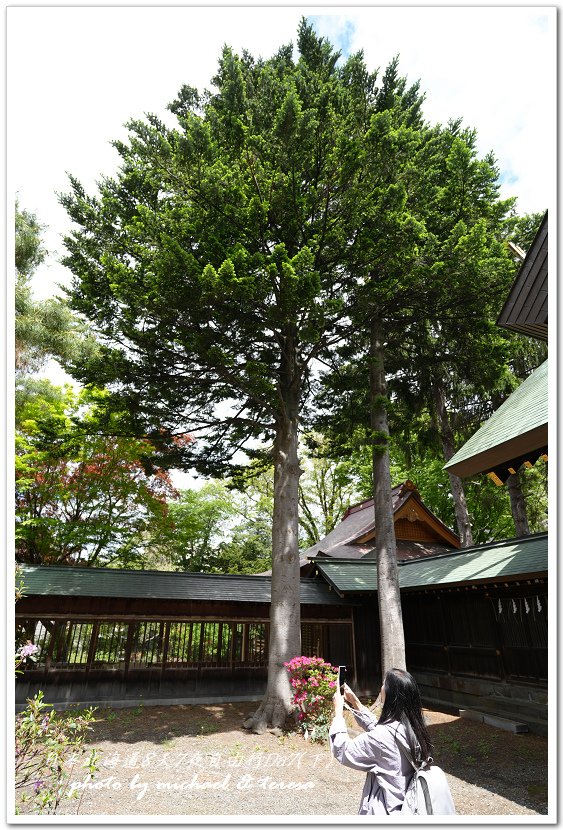 日本北海道8天7夜自由行Day7(下)琴似神社、北海道神宮、