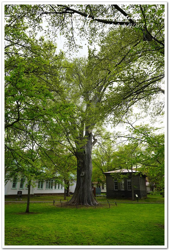 日本北海道8天7夜自由行Day7(下)琴似神社、北海道神宮、