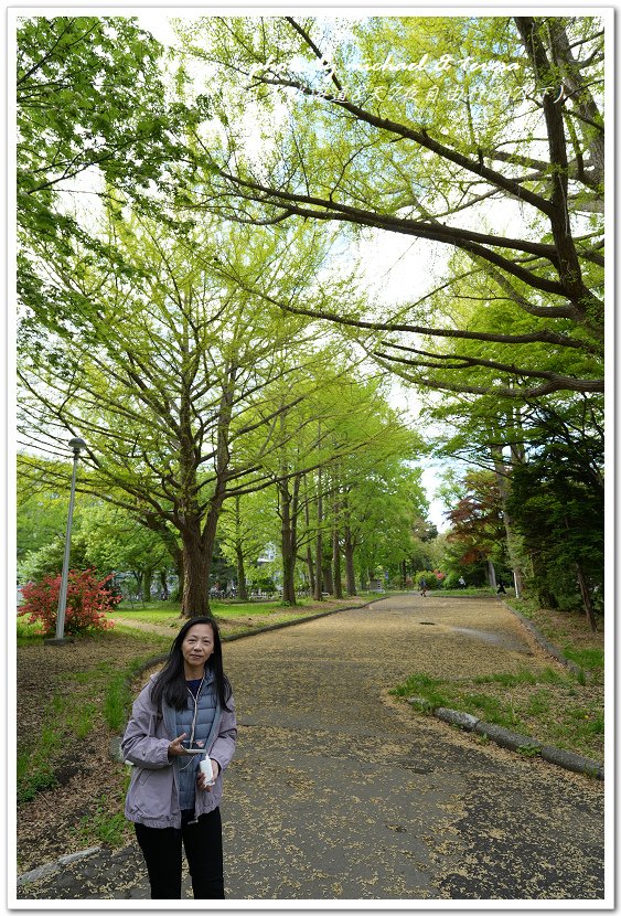 日本北海道8天7夜自由行Day7(下)琴似神社、北海道神宮、