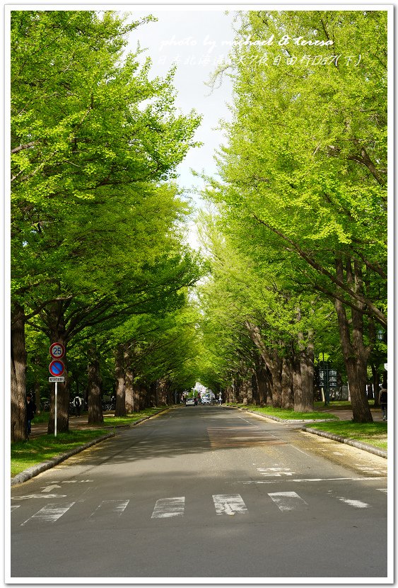 日本北海道8天7夜自由行Day7(下)琴似神社、北海道神宮、