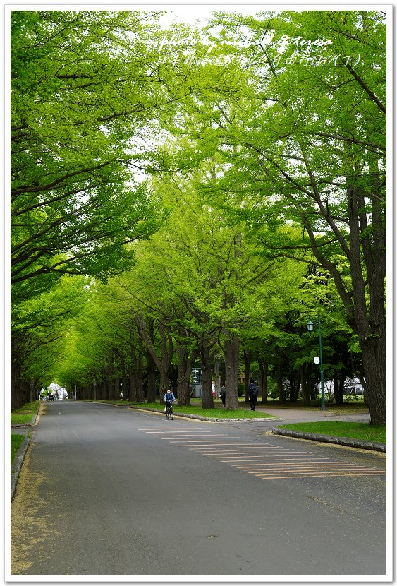 日本北海道8天7夜自由行Day7(下)琴似神社、北海道神宮、