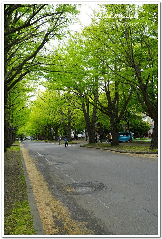 日本北海道8天7夜自由行Day7(下)琴似神社、北海道神宮、