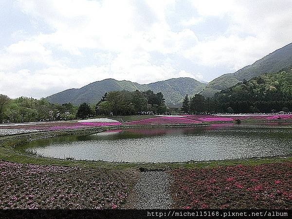 富士芝櫻--有如地毯般盛開的芝櫻