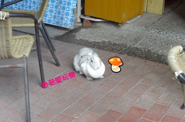 孔廟附近店家養滴口愛小白兔.jpg