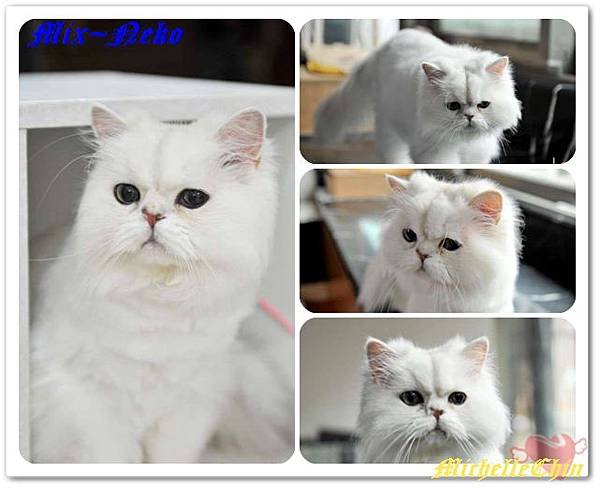 neko1