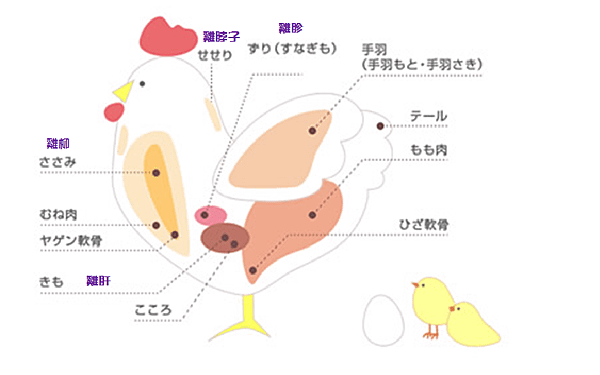 雞肉部位