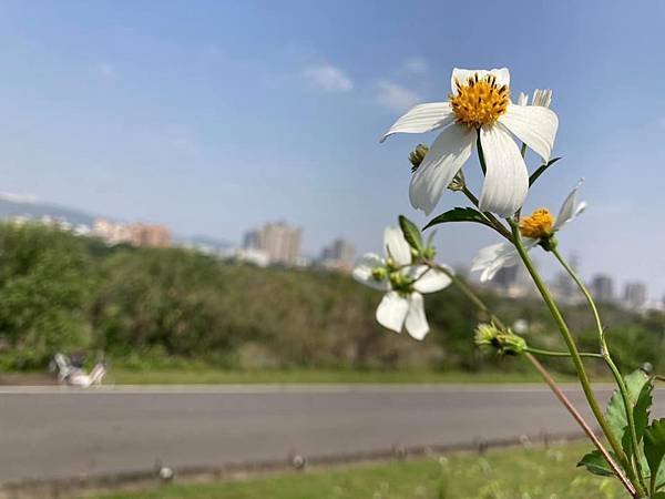 從駭客、黑白到無常