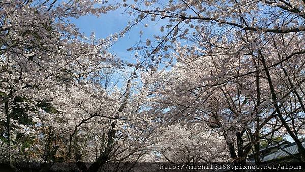 醍醐寺參道 櫻花隧道 2