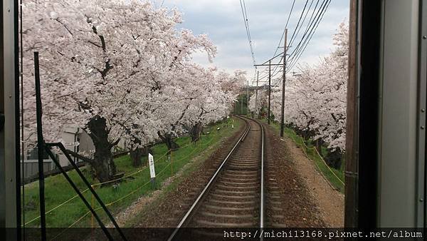 嵐電櫻花隧道 1