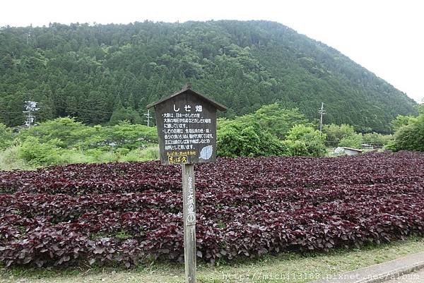 大原 4