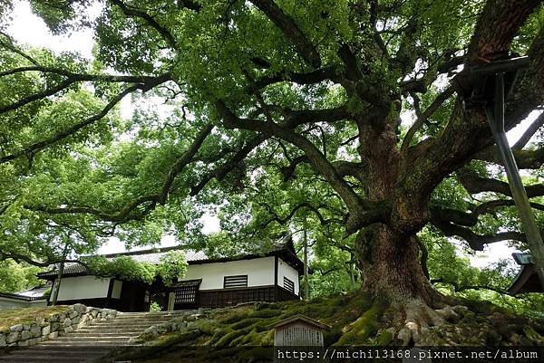 青蓮院 8