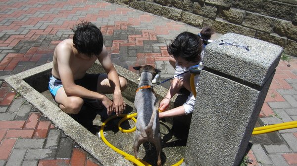 帕比
