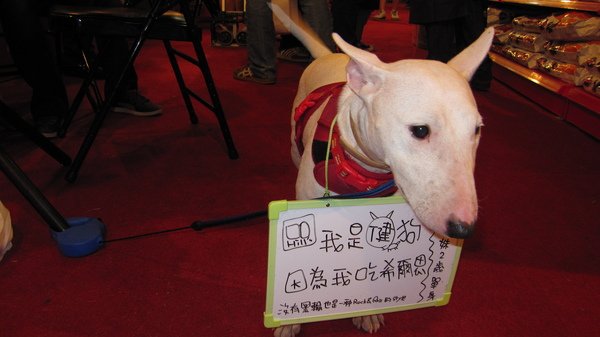 2009世貿寵物展