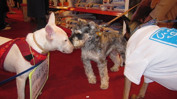 2009世貿寵物展