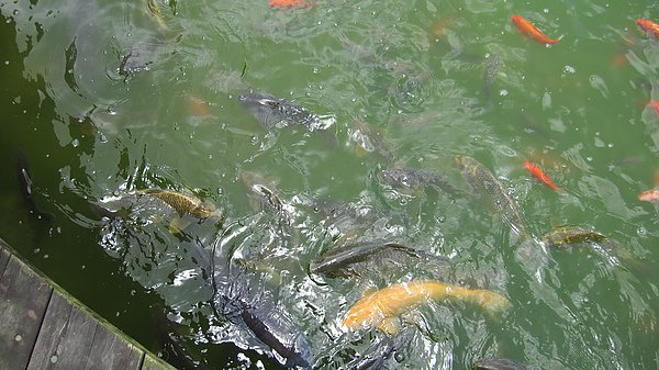 IMG_1248.JPG