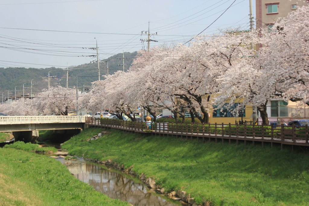 【韓國|慶尚北道|聞慶】不會人擠人的賞櫻勝地2選(茅田川、永