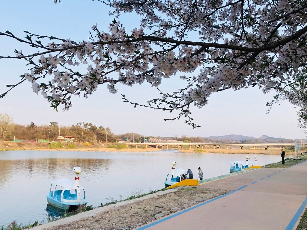 【韓國|慶尚北道|聞慶】不會人擠人的賞櫻勝地2選(茅田川、永