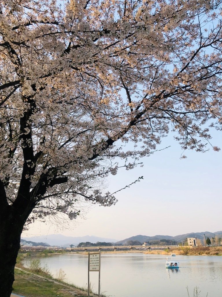 【韓國|慶尚北道|聞慶】不會人擠人的賞櫻勝地2選(茅田川、永