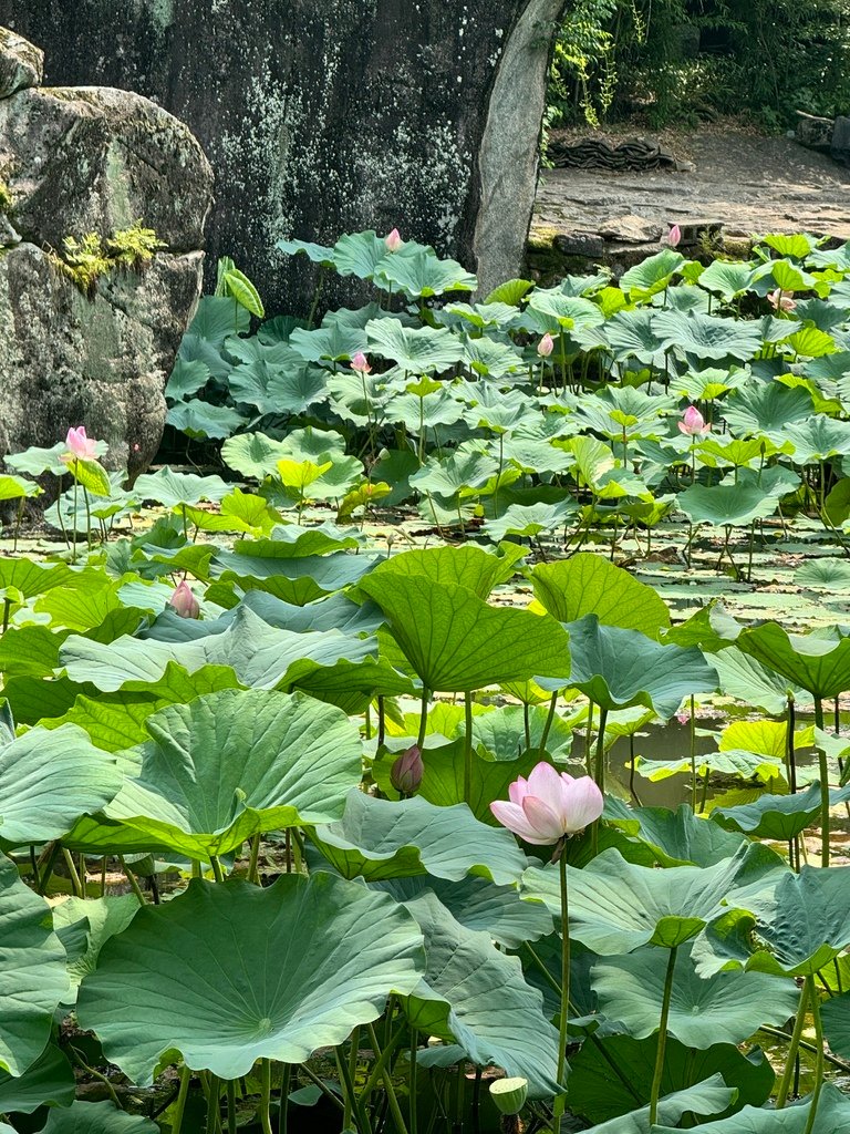 【韓國|慶尚北道|聞慶】隱藏打卡景點，擁有夏季限定荷花池的「