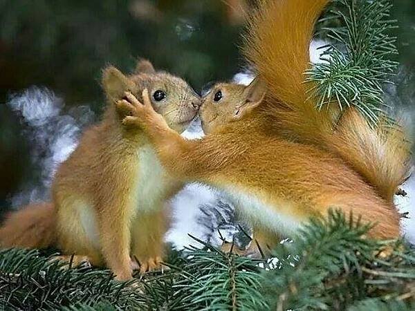 squirrel.jpg
