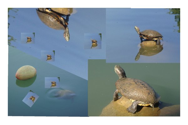 turtle.jpg