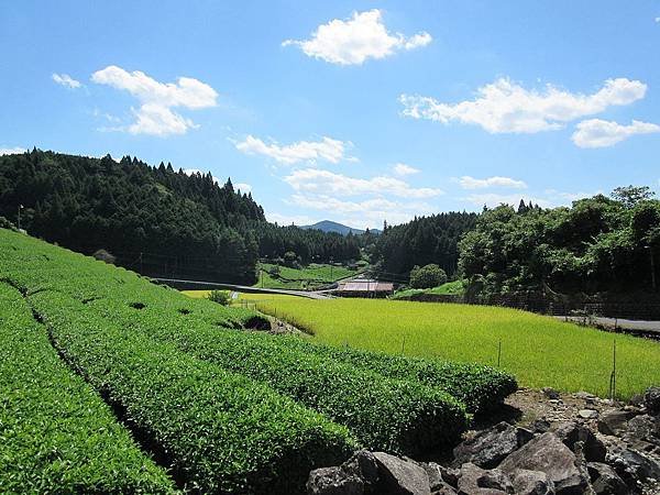 Shirakawa_hirono_tea_farm.jpg