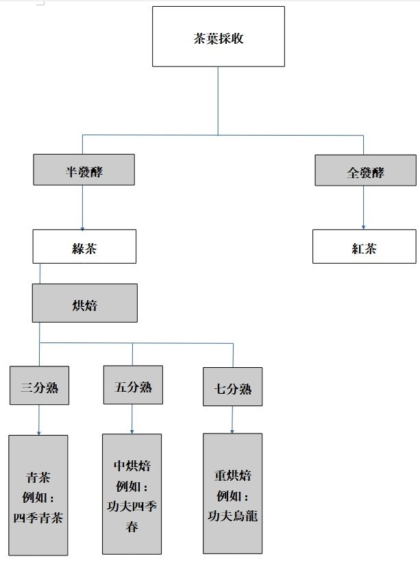 茶葉半發酵全發酵烘焙差異簡圖