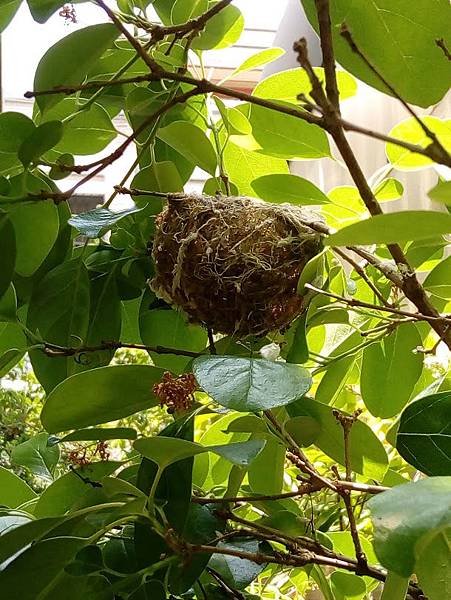 綠繡眼鳥巢.jpg