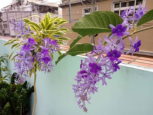 錫葉藤-3.jpg
