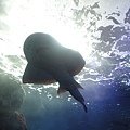 DSC04665.jpg