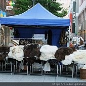 DSCF8377.jpg
