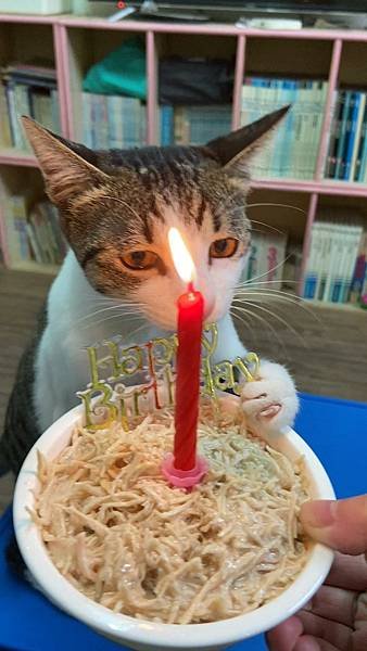 3-自認是山大王的貓，咪醬-1周歲啦，生日快樂，Happy birthday，Happy day.jpg