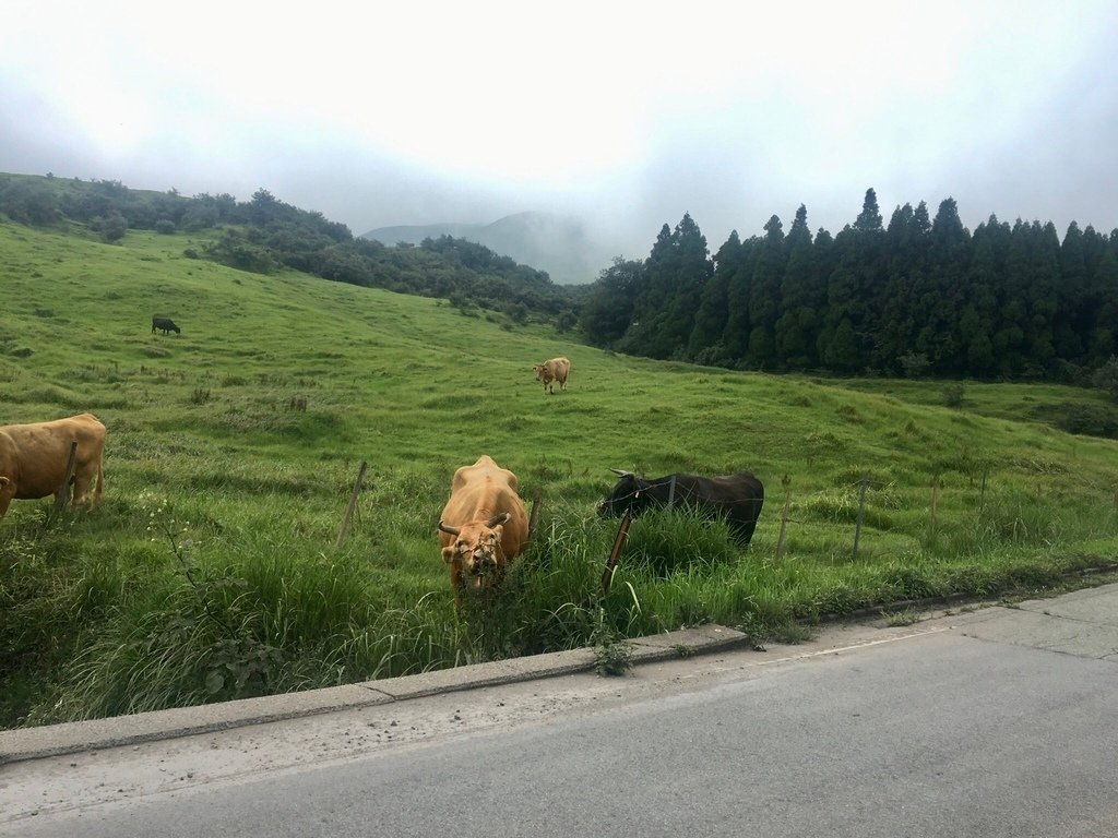 ▌熊本 Day2 ▌阿蘇火山、草千里，目睹冒煙中的活火山