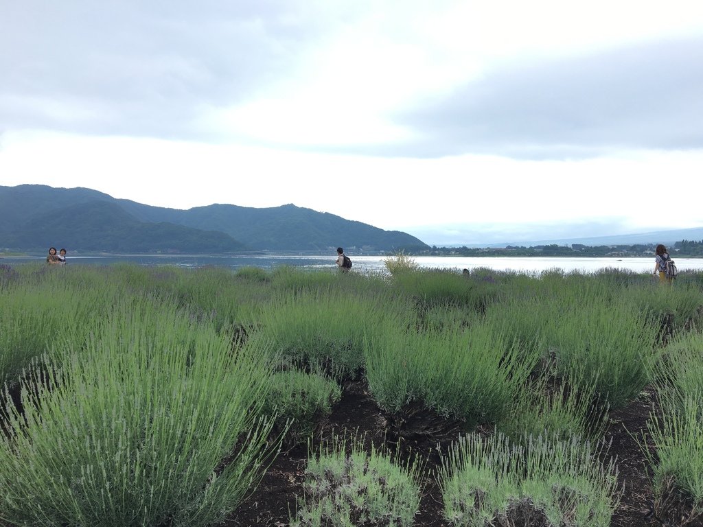 ▌富士山 Day3  ▌大石公園 : 坐擁富士山美景、薰衣草