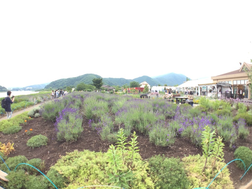 ▌富士山 Day3  ▌大石公園 : 坐擁富士山美景、薰衣草
