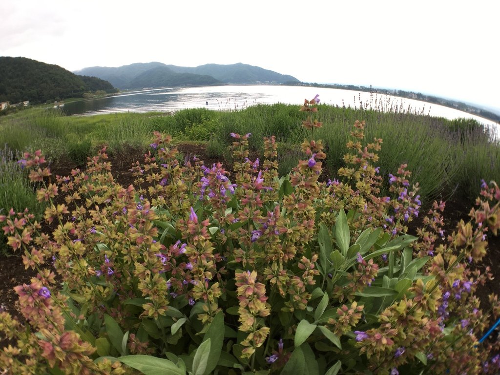 ▌富士山 Day3  ▌大石公園 : 坐擁富士山美景、薰衣草