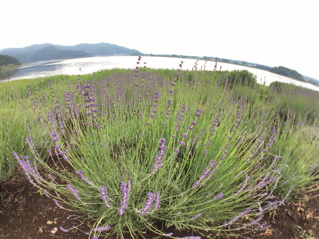 ▌富士山 Day3  ▌大石公園 : 坐擁富士山美景、薰衣草