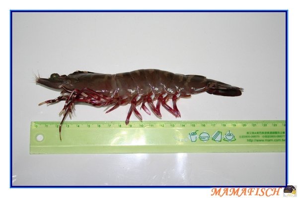 斑節蝦18cm.jpg