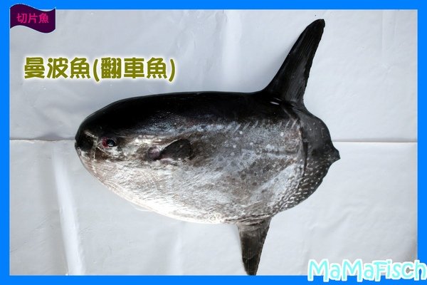 曼波魚-2.JPG