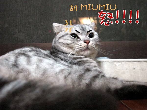 MIUMIU(字)01.JPG