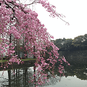 東京皇城