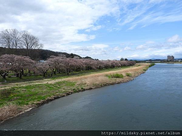 [2024東北賞櫻]仙台賞櫻去‧參加當地2日賞櫻團-北上展勝