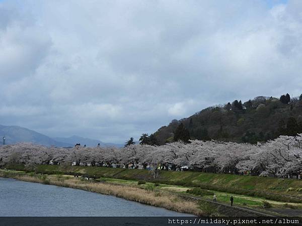 [2024東北賞櫻]仙台賞櫻去‧參加當地2日賞櫻團-北上展勝