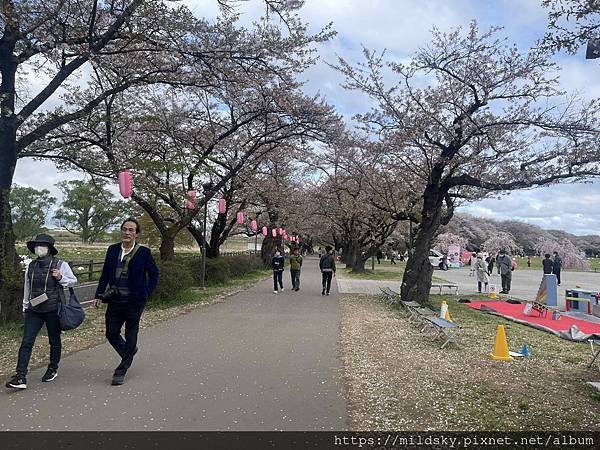 [2024東北賞櫻]仙台賞櫻去‧參加當地2日賞櫻團-北上展勝