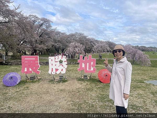 [2024東北賞櫻]仙台賞櫻去‧參加當地2日賞櫻團-北上展勝